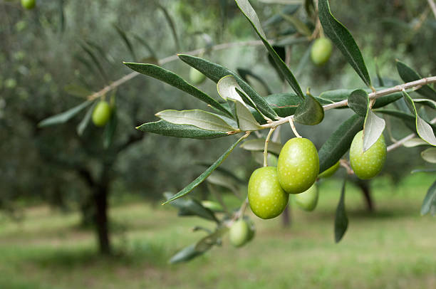 Olive field background